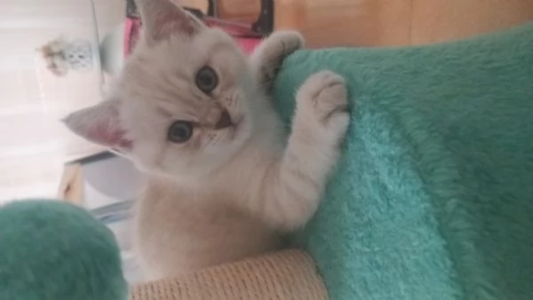 Cuccioli scottish fold e straight  | Foto 1