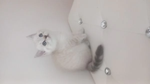 Cuccioli scottish fold e straight 