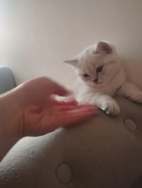 Cuccioli scottish fold e straight  | Foto 0