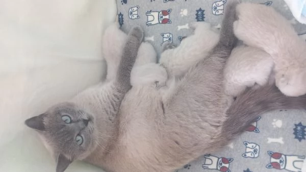 Cuccioli scottish fold e straight  | Foto 1