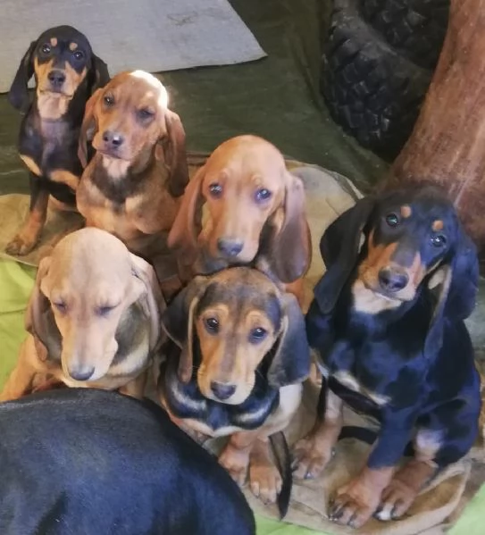 Vendesi cuccioli di cane