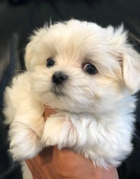 Cucciolo di Maltese toy