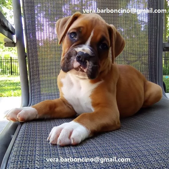 Regalo adorabili cuccioli  Bull terrier  femminucce e maschietti disponibili verranno ceduti con ped