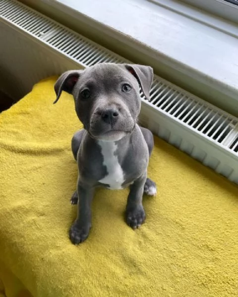 Cucciolo di Pitbull: Un Amico per la Vita | Foto 0