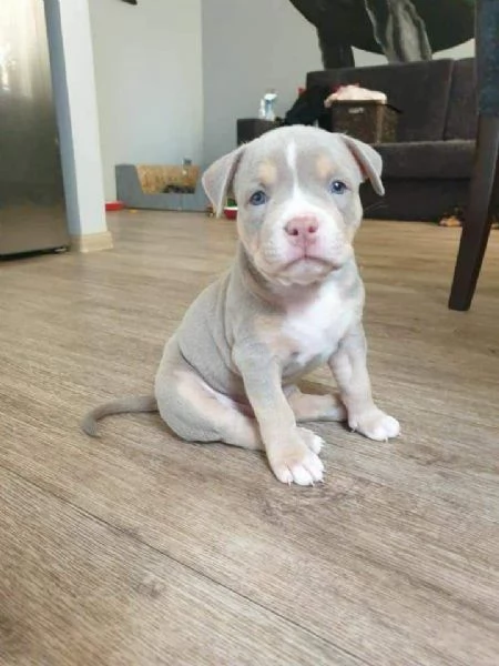 Adotta un Cucciolo di Pitbull e Fai Felice la Tua Famiglia! 