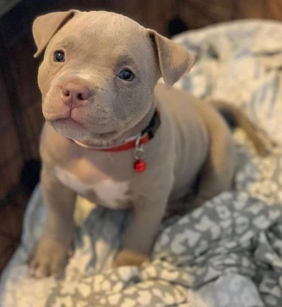 Cuccioli Pitbull: Maschio e Femmina, un’Amicizia a Prima Vista!!  | Foto 0