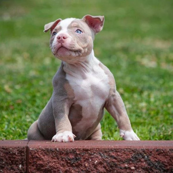 Un Maschio e una Femmina di Pitbull, Cuccioli da Amare! 