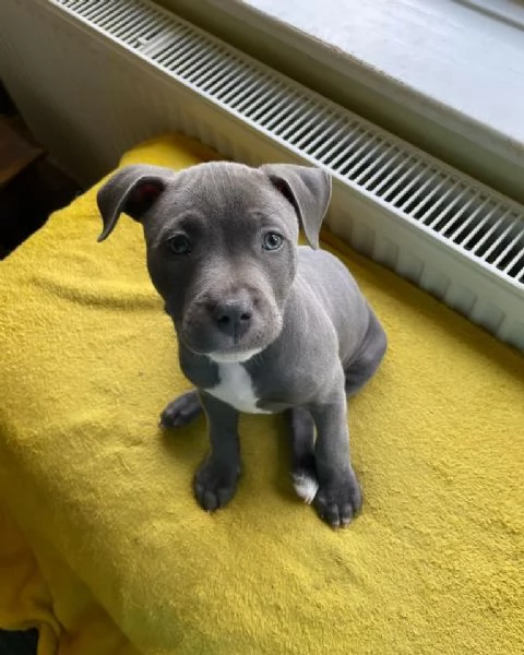 Cuccioli di Pitbull; Maschio e Femmina in cerca di una Casa Amorevole!!! 