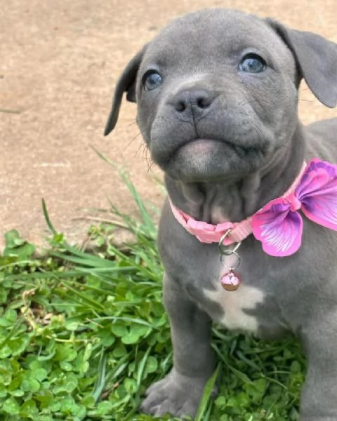 Cucciolo di Pitbull: Un Amico per la Vita!! | Foto 0