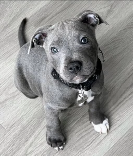 Adotta un Cucciolo di Pitbull e Fai Felice la Tua Famiglia!!!  | Foto 0