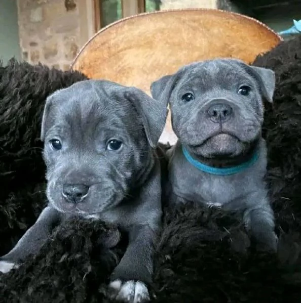 Maschio e Femmina di Pitbull, Cuccioli Affettuosi e Giocherelloni !!! | Foto 0