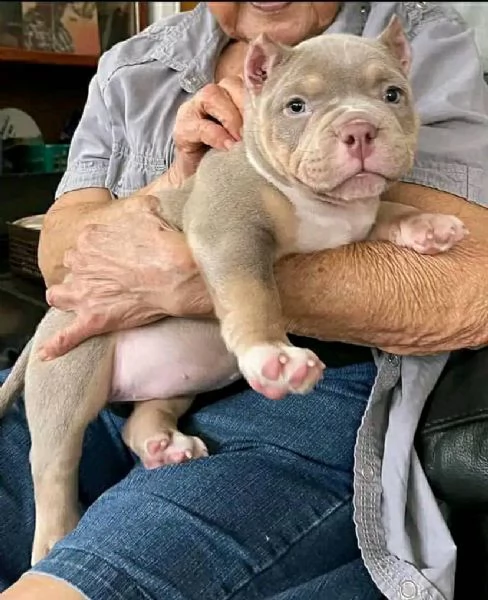 Cuccioli di Pitbull in Adozione: Un Maschio e una Femmina per Te! !! | Foto 0