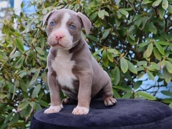 Un Maschio e una Femmina di Pitbull, Cuccioli da Amare! !!