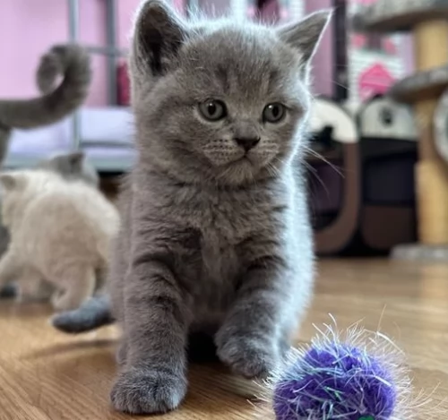 Splendidi dolcissimi Gattini British blue
