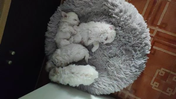 Vendita cuccioli | Foto 6