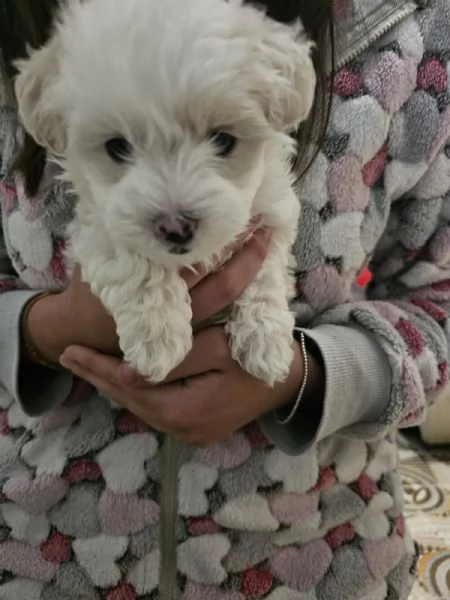 Vendita cuccioli | Foto 5