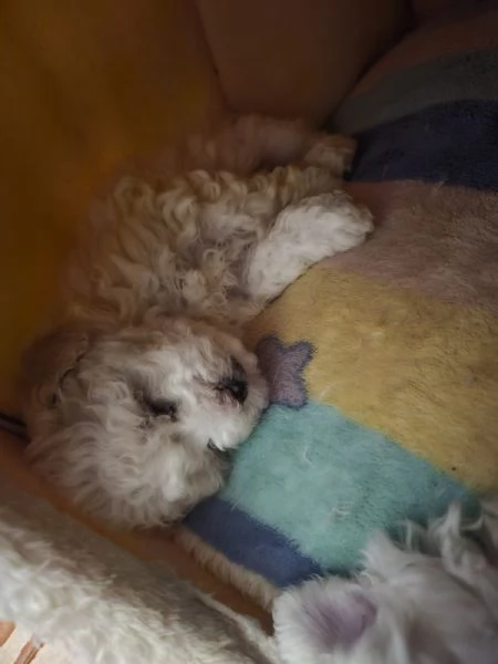 Vendita cuccioli | Foto 4