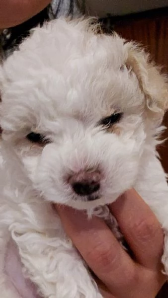 Vendita cuccioli | Foto 2