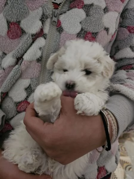 Vendita cuccioli | Foto 1