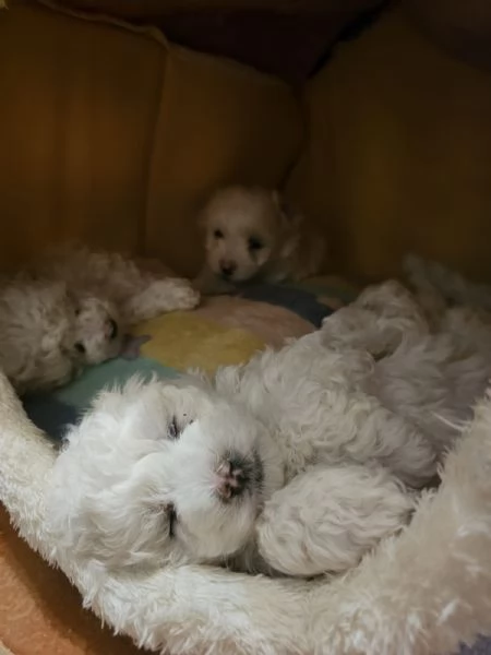 Vendita cuccioli | Foto 0