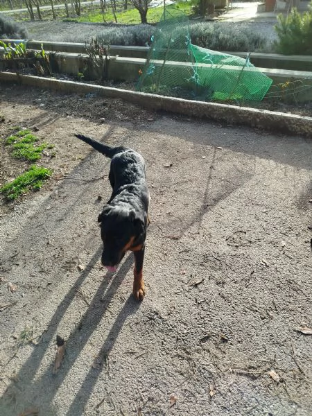 Cucciola cane  | Foto 1