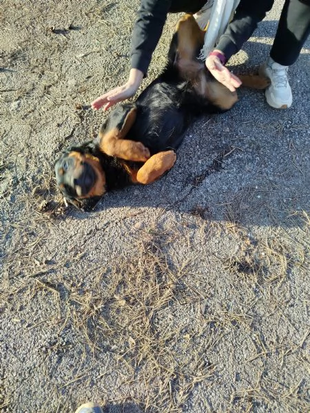 Cucciola cane  | Foto 0