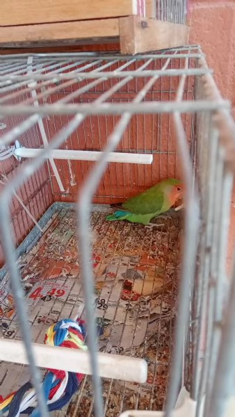 Pappagalli inseparabili | Foto 0