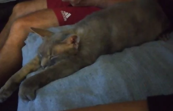 Cedo per in adozione Devon rex