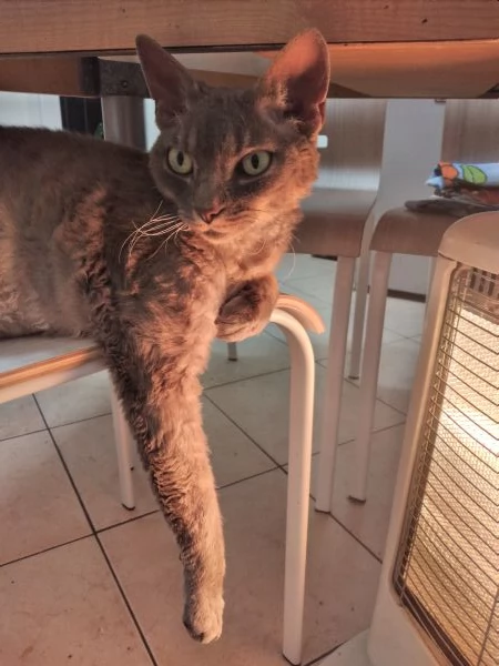 Cedo per in adozione Devon rex | Foto 2