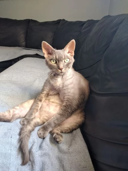 Cedo per in adozione Devon rex | Foto 1