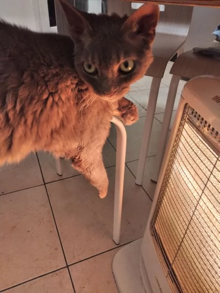 Cedo per in adozione Devon rex | Foto 0