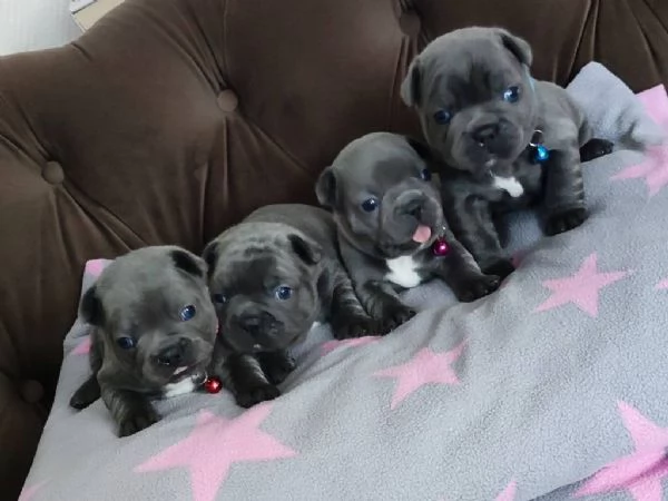 Cuccioli bulldog francese blu con pedigree.