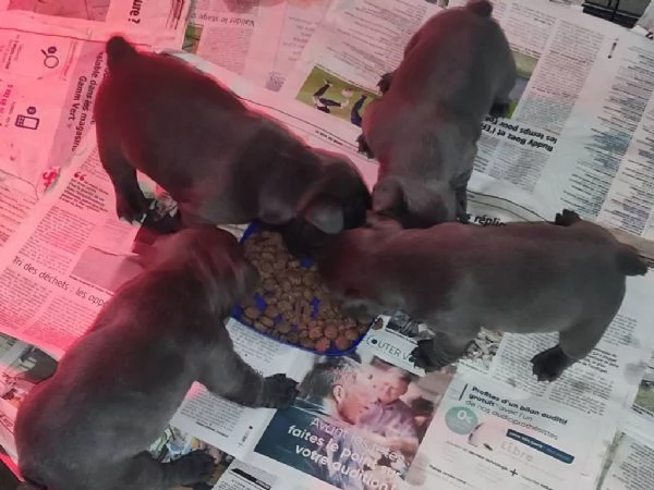 Cuccioli bulldog francese blu con pedigree. | Foto 1