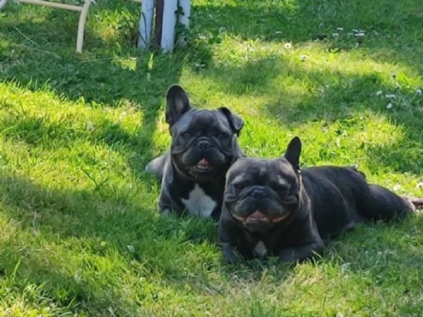 Cuccioli bulldog francese blu con pedigree. | Foto 0