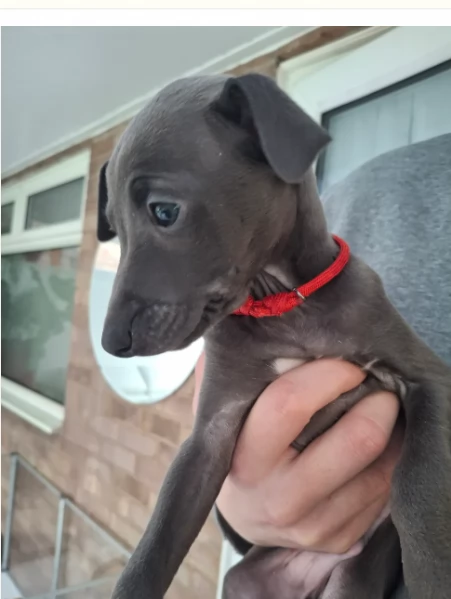 Cuccioli di Levriero Italiano  | Foto 0