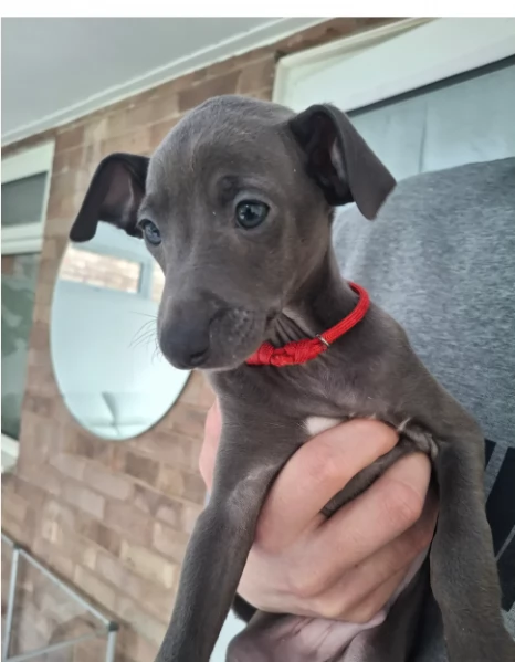 Cuccioli di Levriero Italiano 