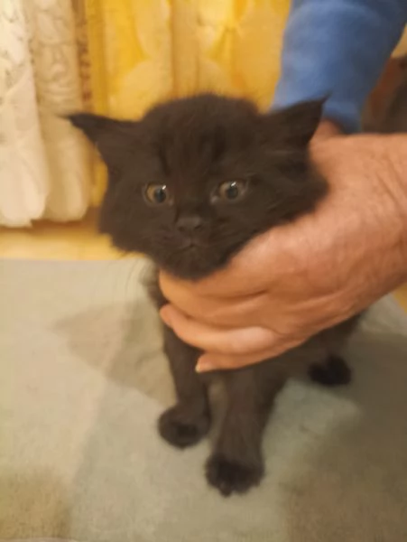 CUCCIOLATA ANGORA TURCO  | Foto 4