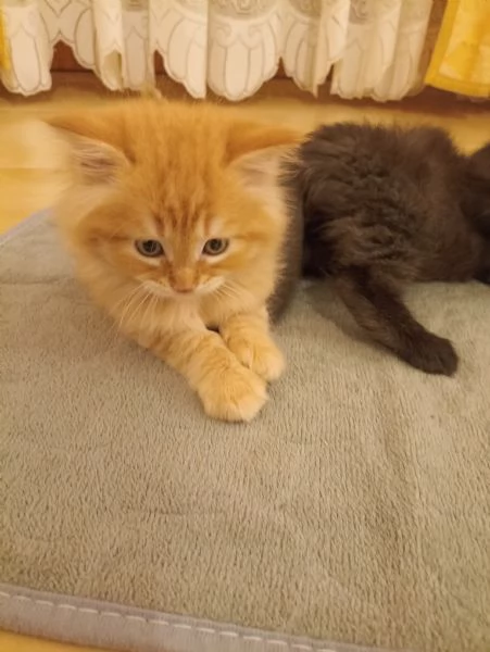 CUCCIOLATA ANGORA TURCO  | Foto 2