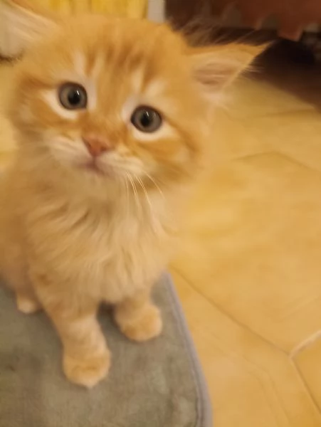 CUCCIOLATA ANGORA TURCO  | Foto 1