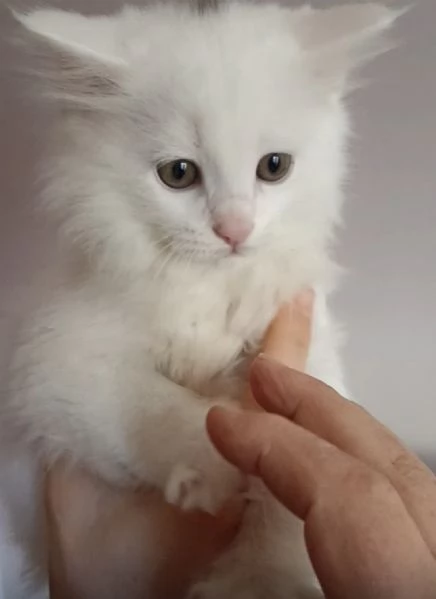 CUCCIOLO DI GATTO ANGORA TURCO  | Foto 3