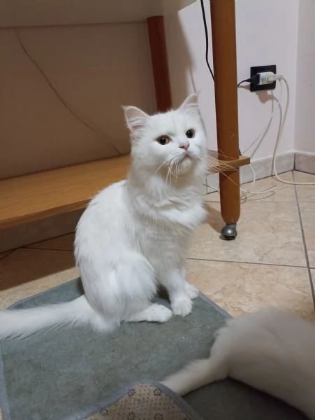 CUCCIOLO DI GATTO ANGORA TURCO  | Foto 2