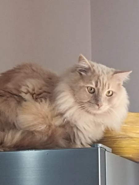 CUCCIOLATA DI ANGORA TURCO  | Foto 2