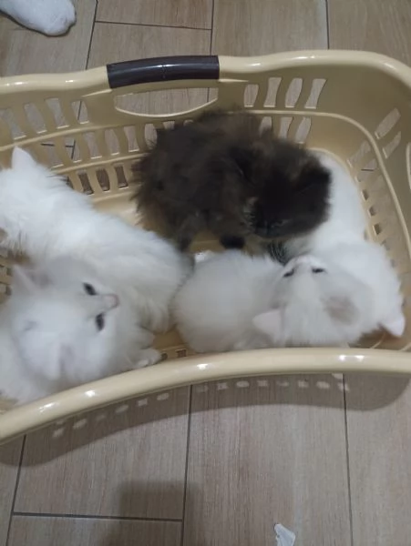 CUCCIOLATA DI ANGORA TURCO  | Foto 0