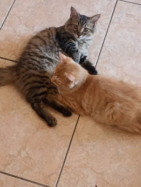 GATTINI ANGORA TURCO  | Foto 6