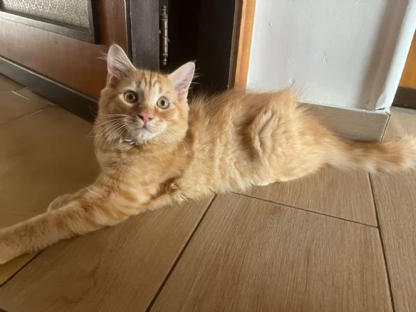 GATTINI ANGORA TURCO  | Foto 5