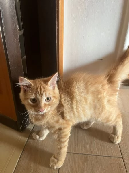 GATTINI ANGORA TURCO 