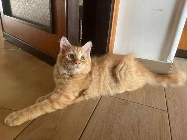 GATTINI ANGORA TURCO  | Foto 4