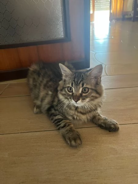 GATTINI ANGORA TURCO  | Foto 3