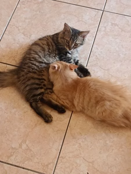 GATTINI ANGORA TURCO  | Foto 2