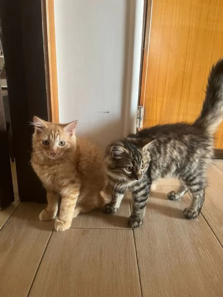 GATTINI ANGORA TURCO  | Foto 1